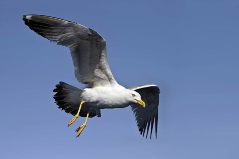 Yellow-legged Gull (Larus michahellis) flying, Eilat, Israel