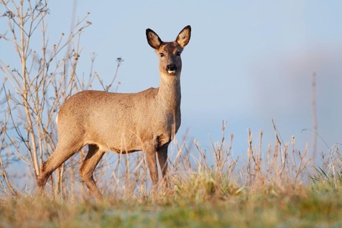 European roe deer (Capreolus capreolus), doe, North Rhine-Westphalia, Germany