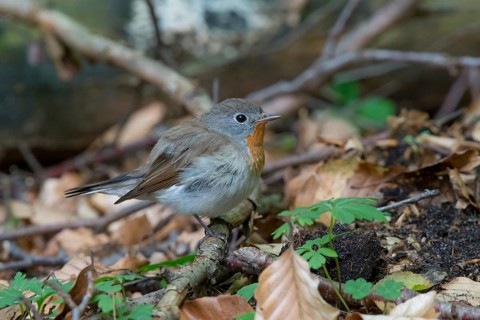 Red-breasted Flycatcher (Ficedula parva) male perched on the ground, Mecklenburg-Western Pomerania,