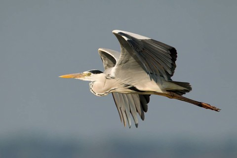 Grey Heron (Ardea cinerea) flying, Bueng Boraphet, Thailand