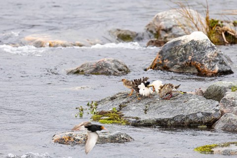Ruff (Calidris pugnax), two males courting a female on a stone slab in the river, Varanger,