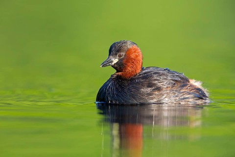 Little grebe, (Tachybaptus ruficollis), Podiceps ruficollis, animals, birds, grebe family, swimming