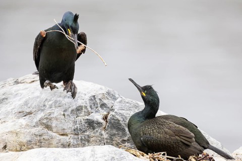 Cormorant (Gulosus aristotelis), breeding pair building a nest, Hornøya Island, Vardø, Varanger,