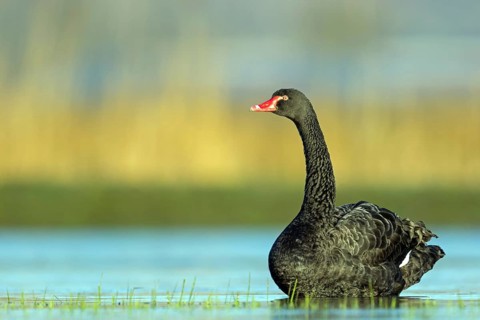 Black swan (Cygnus atratus), swims, waters, biotope, habitat, foraging, swan family, Der Spieß