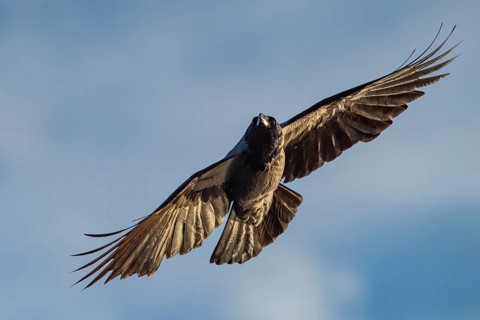 Hooded Crow (corvus corone corone) in flight, Feldberg Lakeland, Mecklenburg-Western Pomerania,