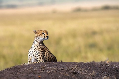 Cheetah (Acinonyx jubatus), Masai Mara National Park, Kenya