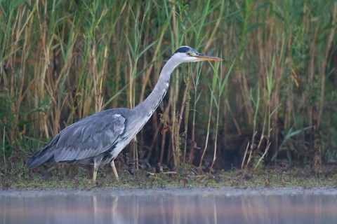 Grey Heron (Ardea cinerea) foraging, North Rhine-Westphalia, Germany