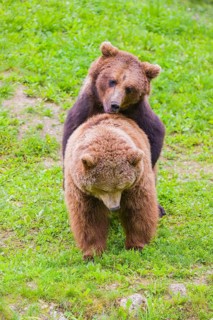 A young male Eurasian brown bear (Ursus arctos arctos) and a much older female mate (sort of) at
