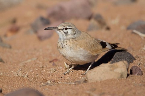 Greater Hoopoe-Lark (Alaemon alaudipes) female, Morocco