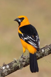 Altamira Oriole (Icterus gularis), Texas, USA