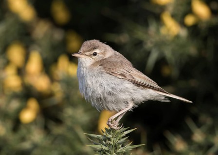 Booted Warbler (Iduna caligata) perched on a branch, Wales, United Kingdom