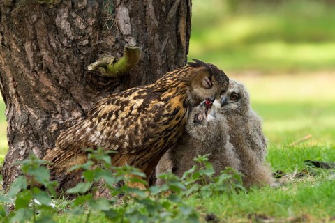 Eurasian Eagle-Owl (Bubo bubo) female feeds chicks, Utrecht, Netherlands