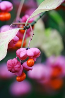 European spindle (Euonymus europaeus), October, Germany