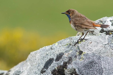 Bluethroat (Luscinia svecica), perched, Castile and Leon, Spain