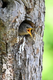 Starling (Sturnus vulgaris) young bird from the breeding site in a woodpecker cavity, North