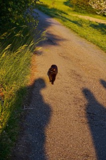 Black Cat, Germany