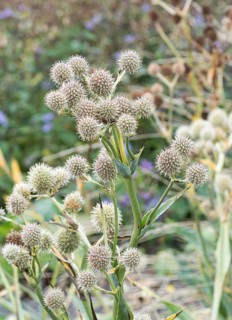 Palmlilien-Mannstreu (Eryngium yuccifolium),  Germany