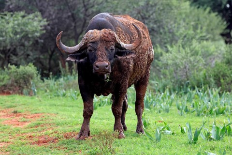 Cape buffalo (Syncerus caffer), adult, feeding, Mokala National Park, Northern Cape, South Africa