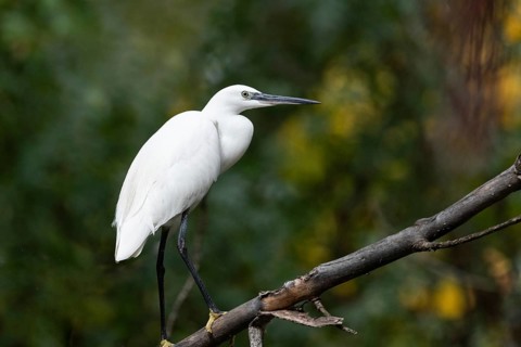 A majestic Little Egret, with its pure white plumage, stands on a branch against a dense green