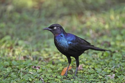 Ruppell's starling, Lamprotornis purpuroptera