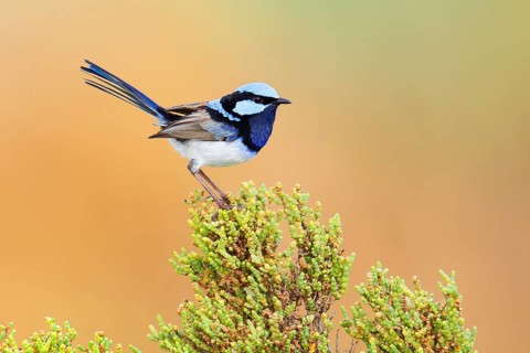 Superb Fairywren (Malurus cyaneus cyanochlamys) male, Victoria, Australia