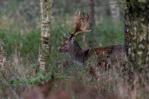 A fallow deer (Dama dama) still too young for the rut observes the activity on the rutting ground,