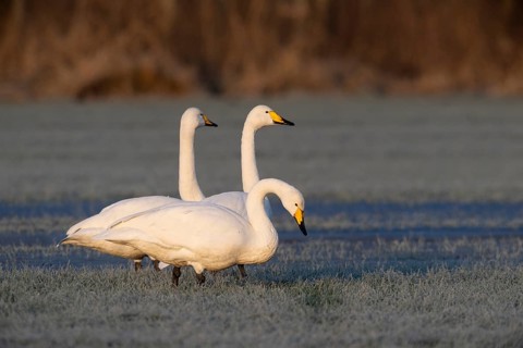 Whooper swans (Cygnus cygnus), Emsland, Lower Saxony, Germany