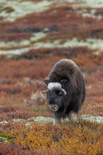 The horn size of this 2-year-old musk ox (Ovibos moschatus) is impressive, baby animals, autumn,