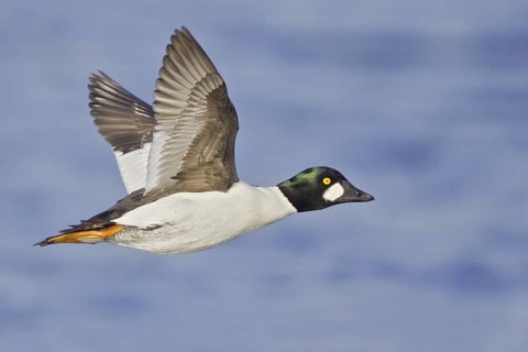 Common Goldeneye (Bucephala clangula) male flying, British Columbia, Canada