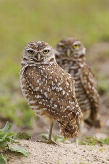 Burrowing Owl (Athene cunicularia), Florida, USA