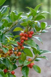Holly (Ilex × meserveae HECKENFEE), State Institute for Agriculture and Horticulture, Federal