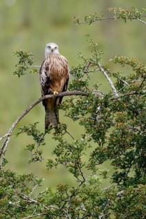 Red Kite (Milvus milvus), Wales, United Kingdom