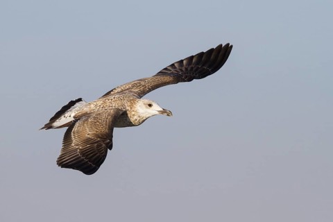 Yellow-legged Gull (Larus michahellis) flying, Bavaria, Germany