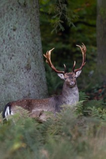 The fallow deer (Dama dama) slowly moves away from my hiding place, but keeps pausing and looking