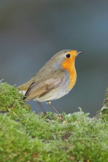European robin (Erithacus rubecula) sitting on a tree root covered with moss, Wilnsdorf, North
