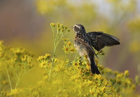 Whinchat (Saxicola rubetra) juvenile, Mecklenburg-Western Pomerania, Germany