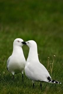 Black-billed Gull (Chroicocephalus bulleri) pair, South Island, New Zealand