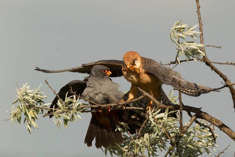 Red-footed Falcon (Falco vespertinus) pair, Serbia