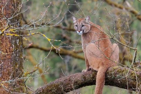 A female puma (Puma concolor) rests high up in an oak tree on a cloudy day, keeping watch over her