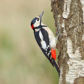 Great spotted woodpecker (Dendrocopus major), male, foraging on the trunk of a common birch (Betula