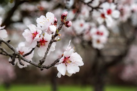 A close up of almond blossoms blooming on a tree branch, highlighting pink and white petals in the