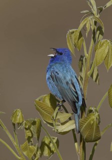 Indigo Bunting (Passerina cyanea) male singing, Ohio, USA