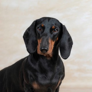 A dachshund with a sleek black coat poses against a light background. Its soulful eyes and floppy