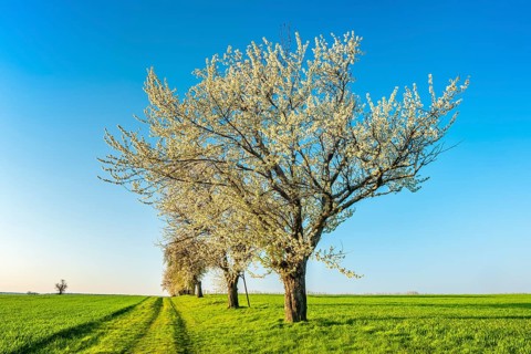 A dirt road leads through a field landscape with green fields in spring, blooming cherry trees