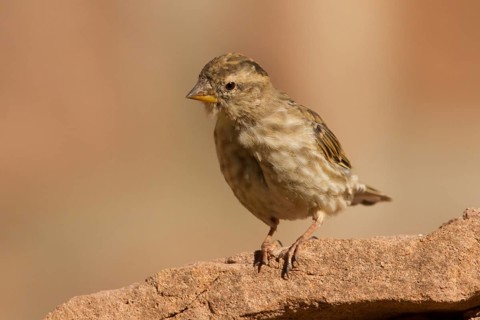 Rock Sparrow (Petronia petronia), Morocco