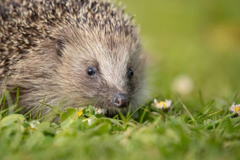 European hedgehog (Erinaceus europaeus) adult animal on a garden grass lawn in spring, England,
