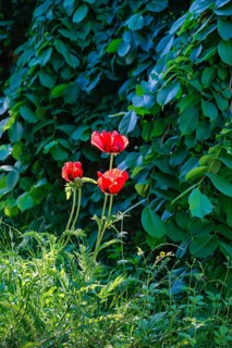 Poppy, three red poppies (Papaver) in full bloom, green leaves, perennials, flowers, blossoms,