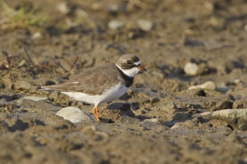 Semipalmated Plover (Charadrius semipalmatus), Ecuador