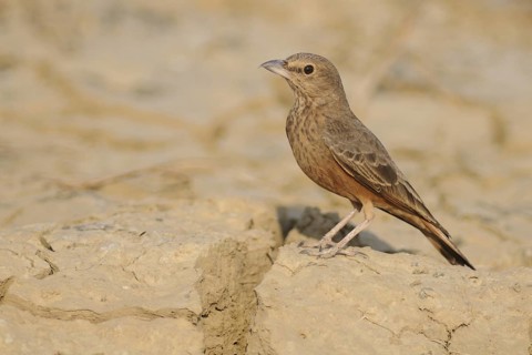 Rufous-tailed Lark (Ammomanes phoenicura), India