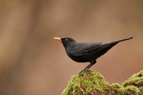 Common Blackbird (Turdus merula) male, Grisons, Switzerland